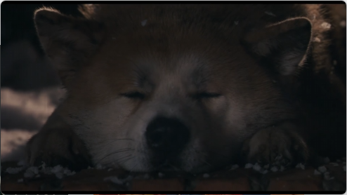 hachi_1_7.png