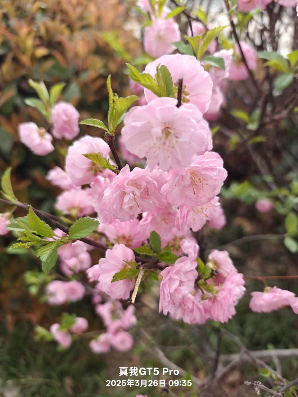 plant