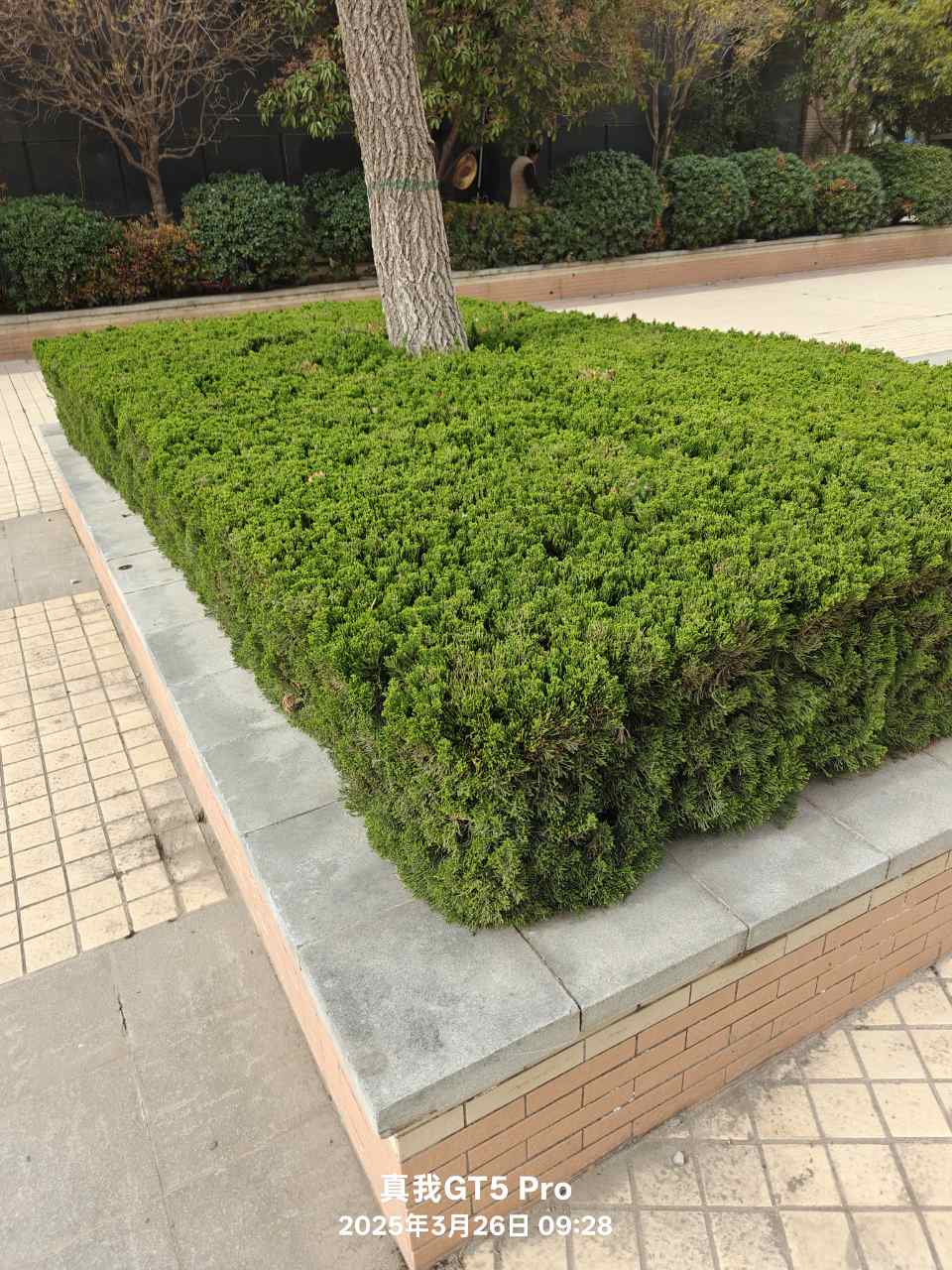 plant