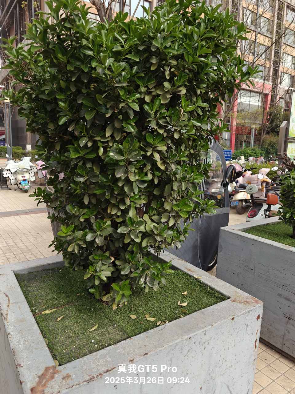 plant