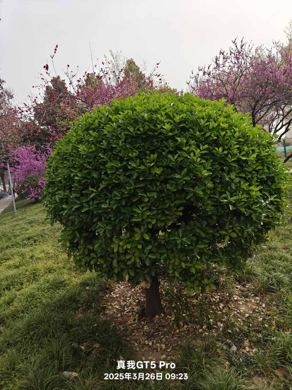 plant