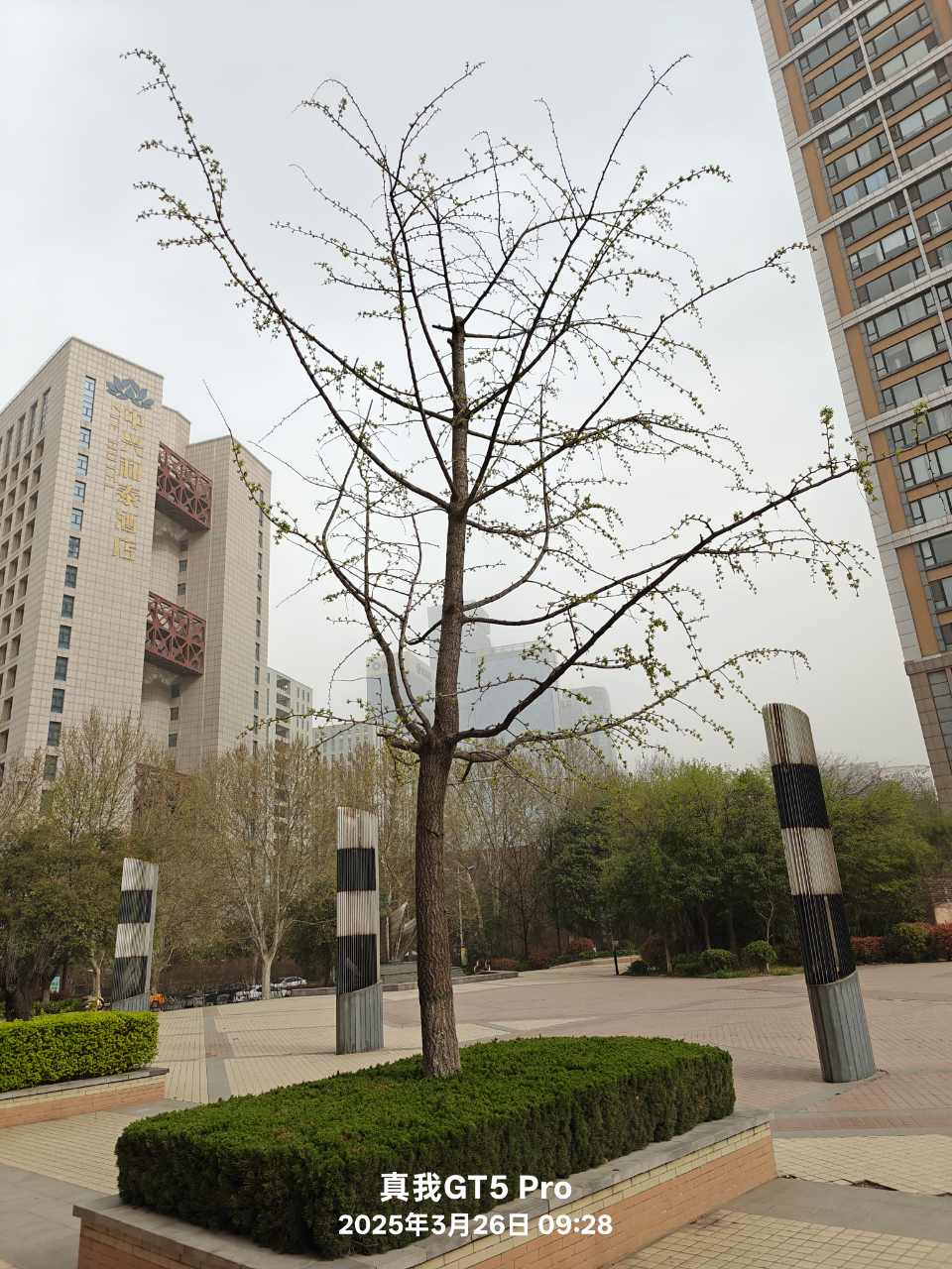 plant